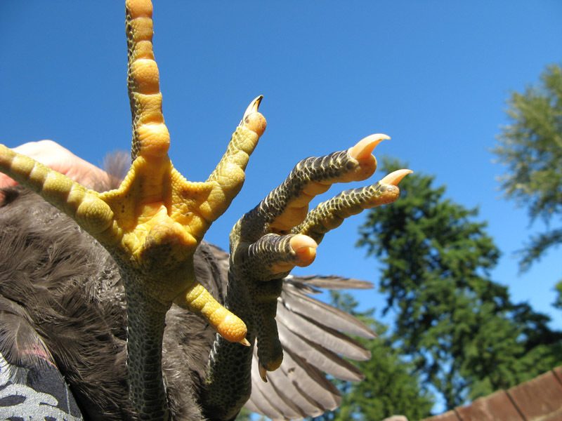 900x900px-LL-1b15cdbb_yellowfeetJPG11.jpeg