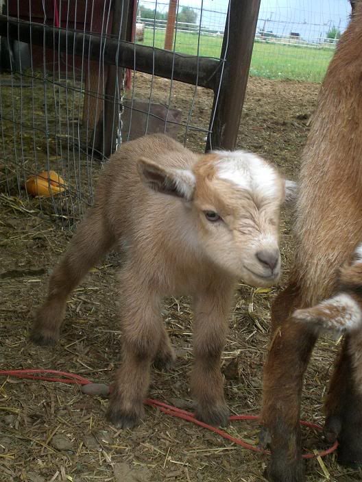 Babygoats021.jpg