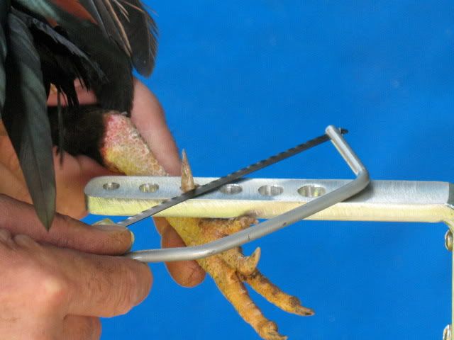 spur Cutting Kit:::::::::::  BackYard Chickens - Learn How to