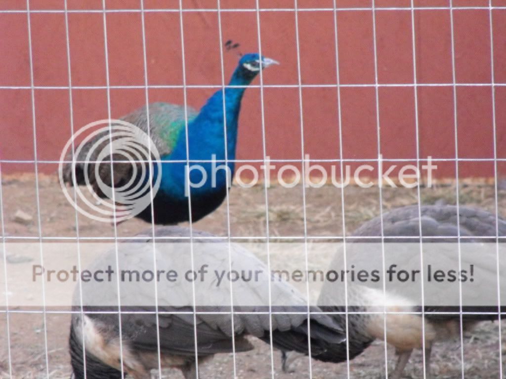 peacocks120.jpg