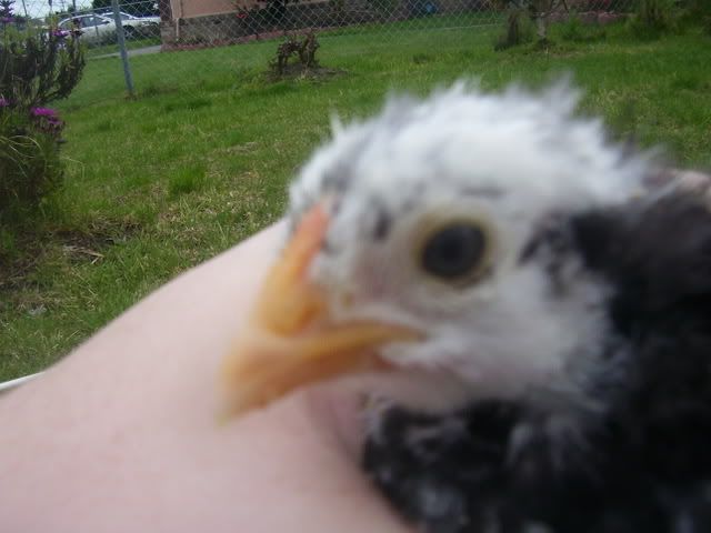 100_2772.jpg