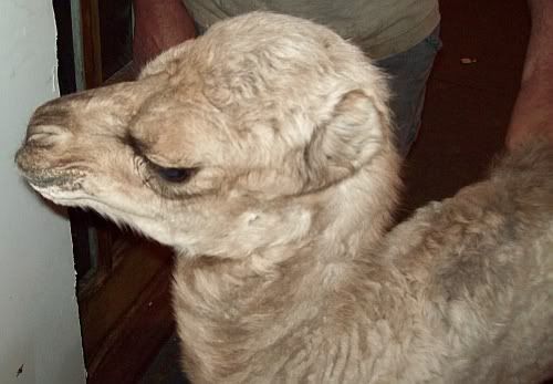 babycamels.jpg