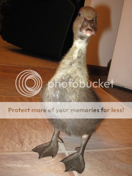 quackmire17.jpg
