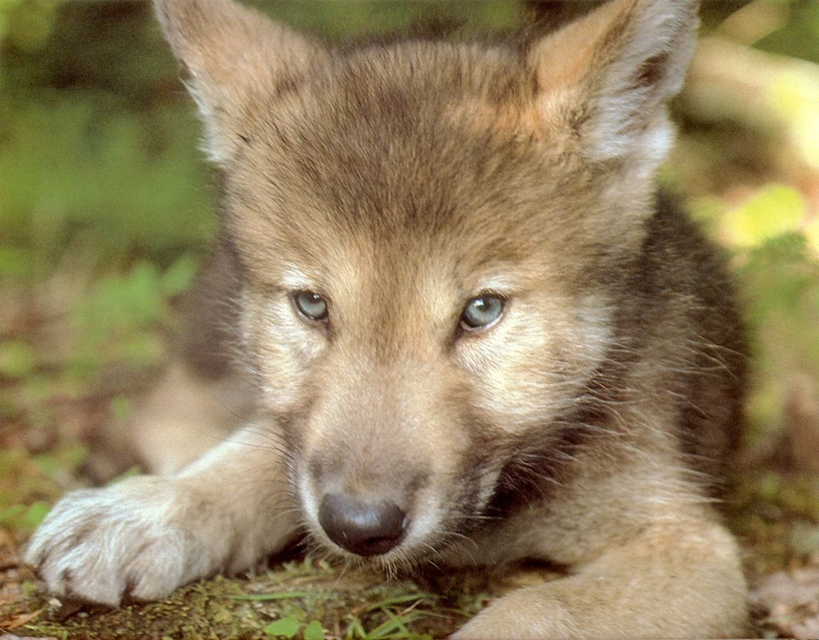 Wolf-Puppy.jpg
