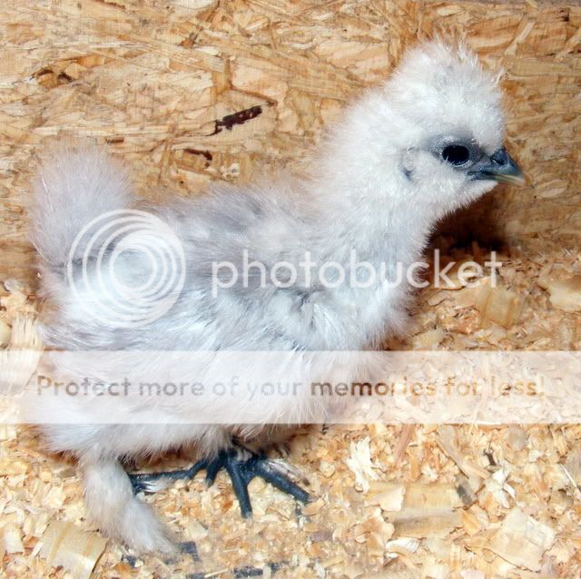 chicks014.jpg