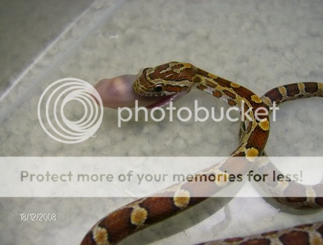 EatingSnakes021.jpg