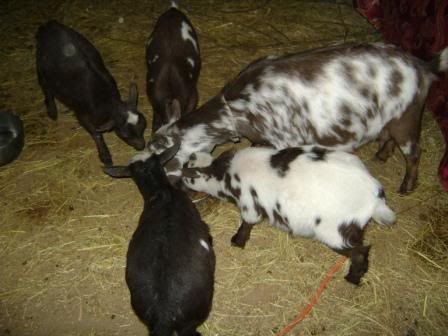 goatfamily-1.jpg