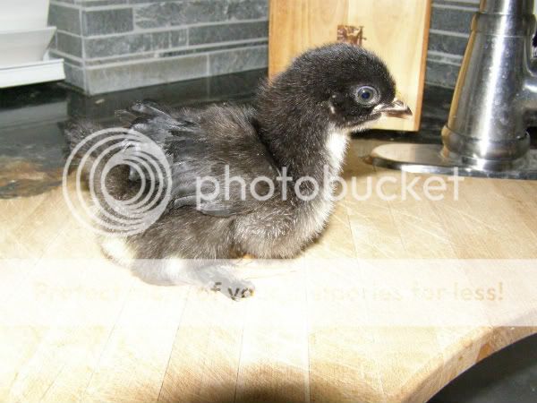 chicks002.jpg