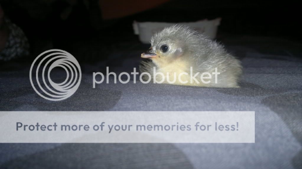PekinBantamChick10HrsOld002.jpg