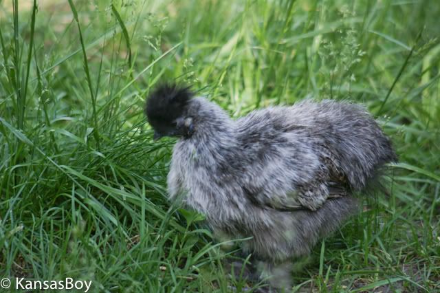 Chickens7of11.jpg