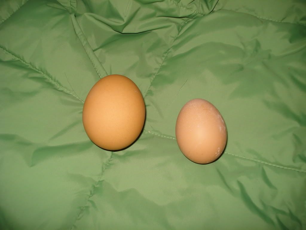 firstegg11-14-08003.jpg