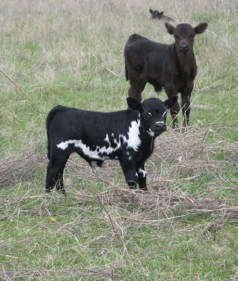 1bwcalf1.jpg