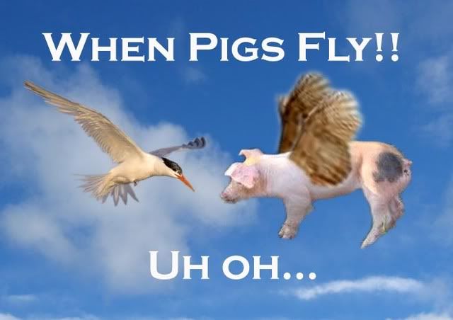 PigsFly.jpg