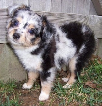 AussiedoodleAussiePooMyahPoodleAussieHybrid.jpg