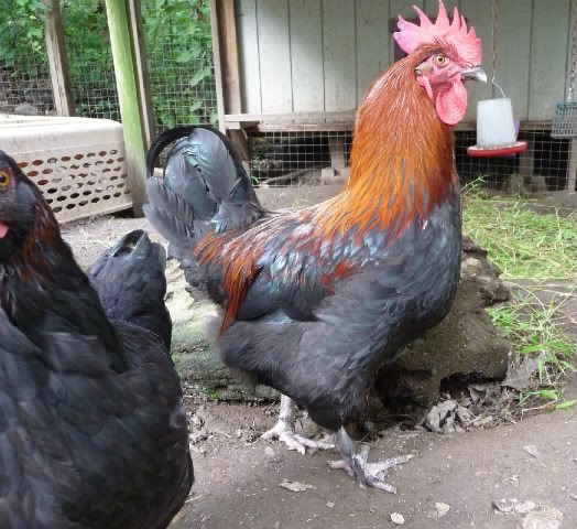 P1150528cropped.jpg