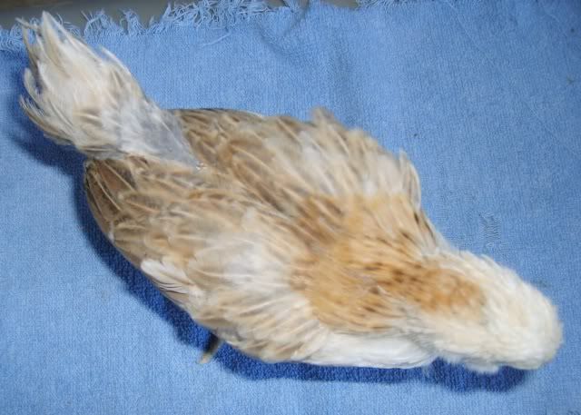 wheatens010.jpg