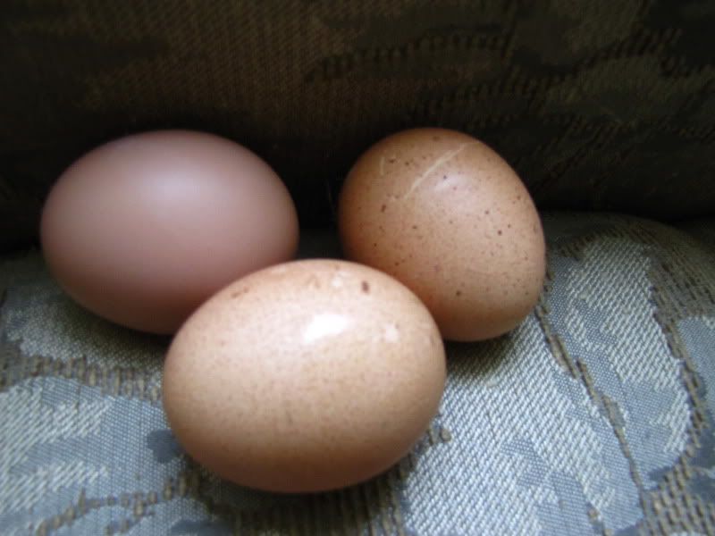 firsteggsMay2011003.jpg