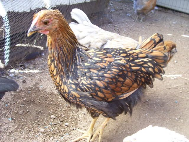 100_2208.jpg