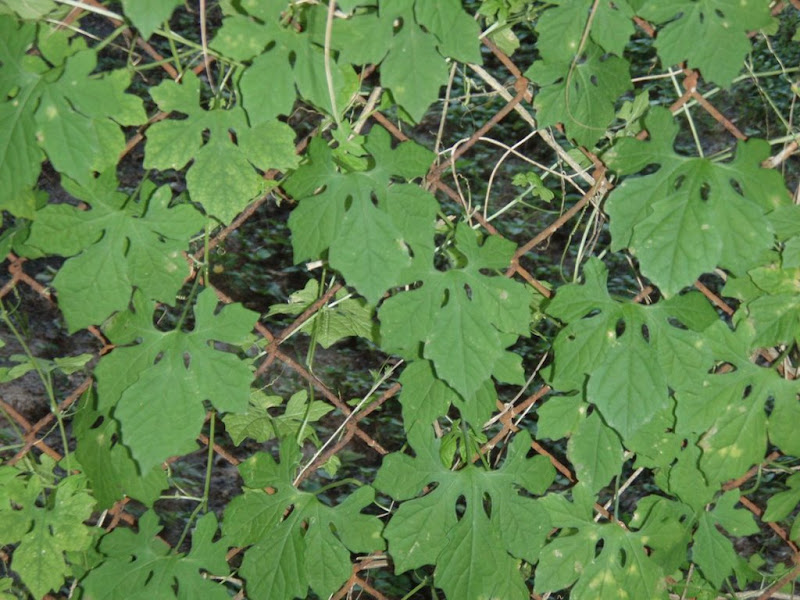 PA210049.jpg