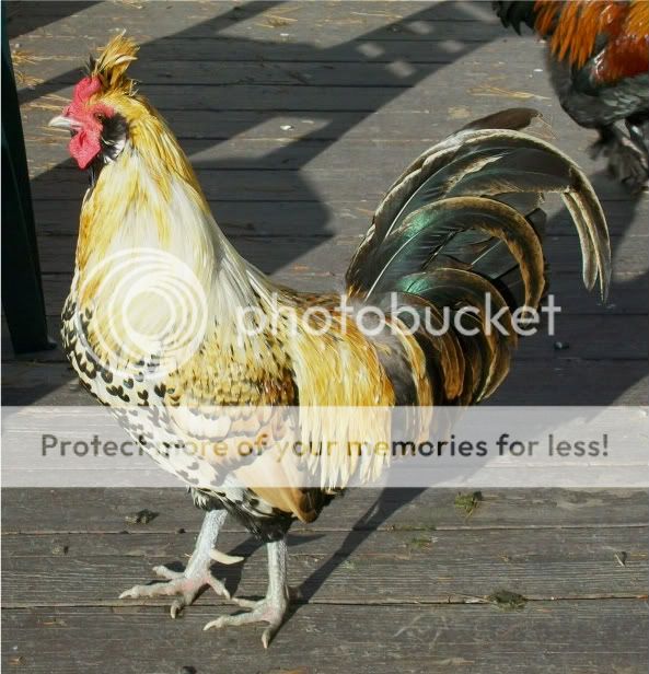 goslings861.jpg
