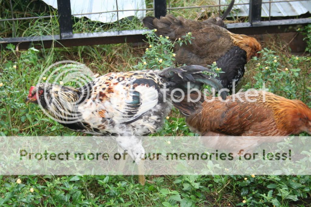 ck__birds_0101.jpg
