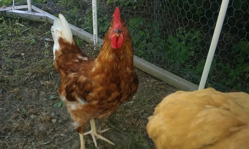 IMAG0762.jpg