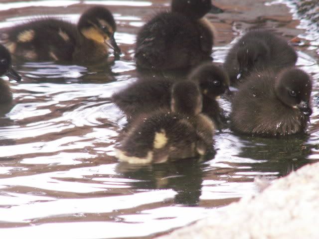 ducklings08075.jpg