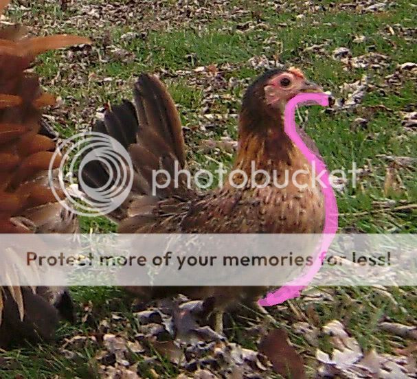 1hen.jpg