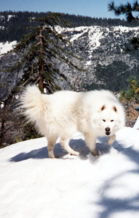 Samoyed_on_snow.jpg