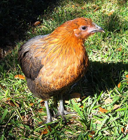 chick.jpg