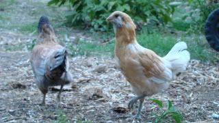 DSC03336.jpg