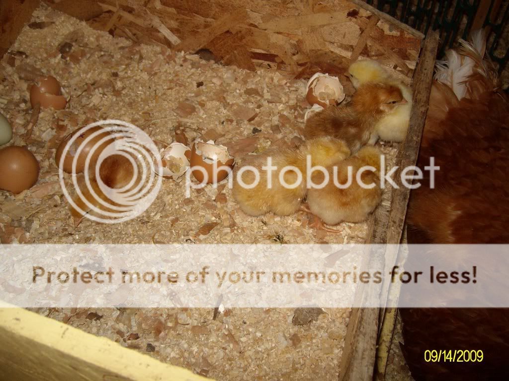 GoldiesFirstBrood011.jpg