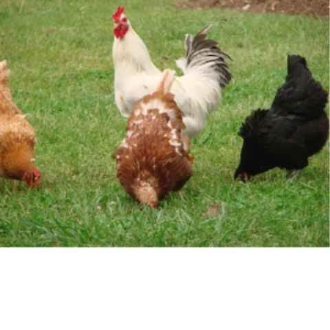 newflock.jpg