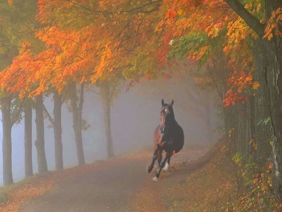Spooked-horse-galloping-through-foggy-fall-forest.jpg