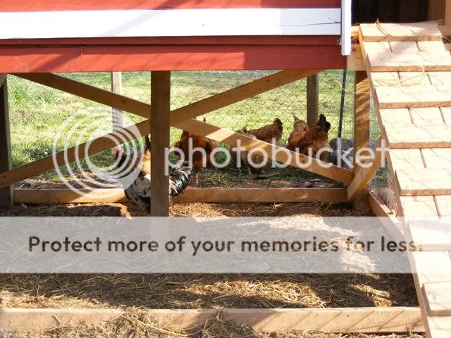 Coop-fence030.jpg