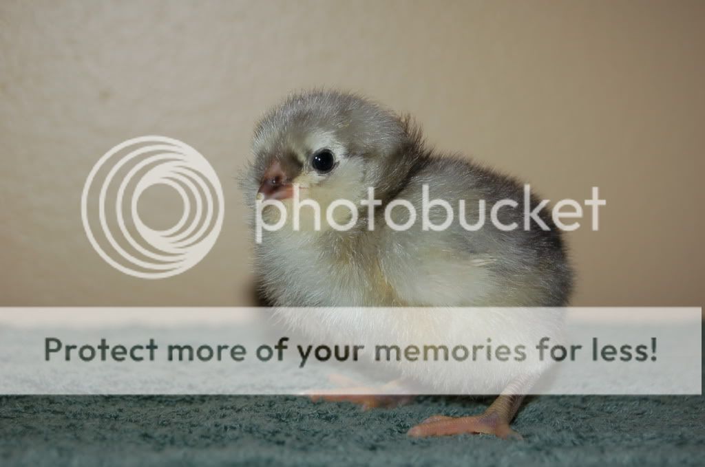 Newbabychickens009.jpg