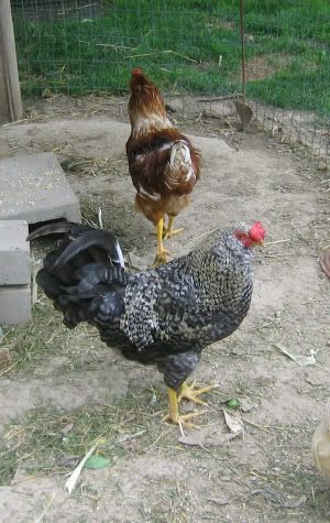 Chickens7-9-090001.jpg