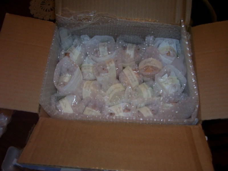 Eggs001.jpg