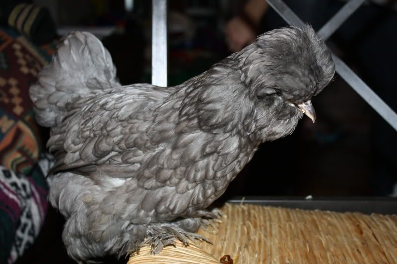 Newchikens014.jpg
