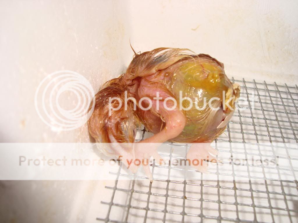 DSC00595.jpg