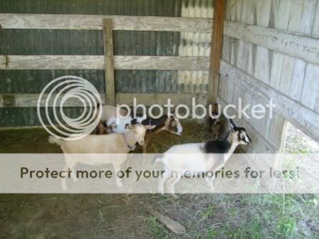 goats3.jpg