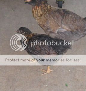 chickens034-1.jpg