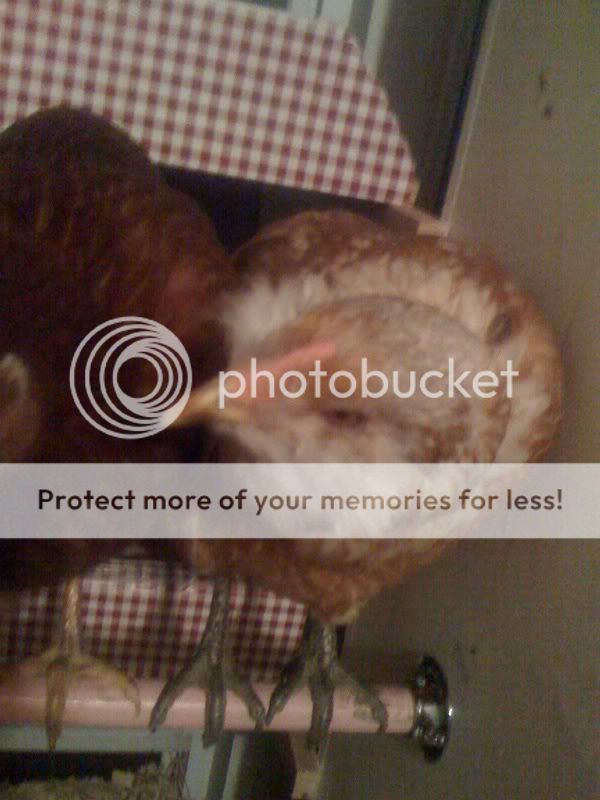photo35.jpg