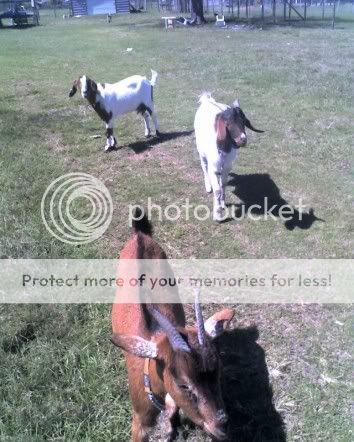 3goats2.jpg
