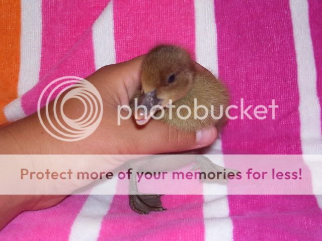 100_3045.jpg