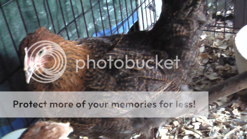 junechickens019.jpg