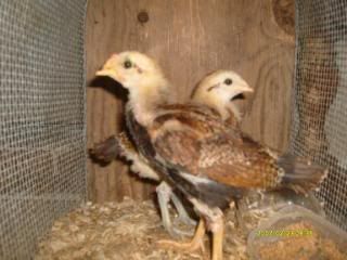 Summer2009037.jpg