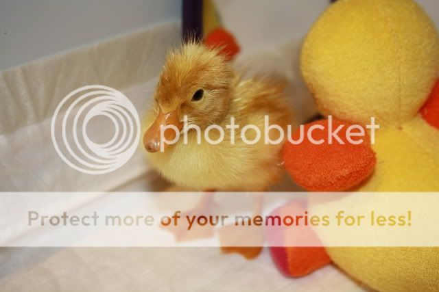 1stduckling007.jpg