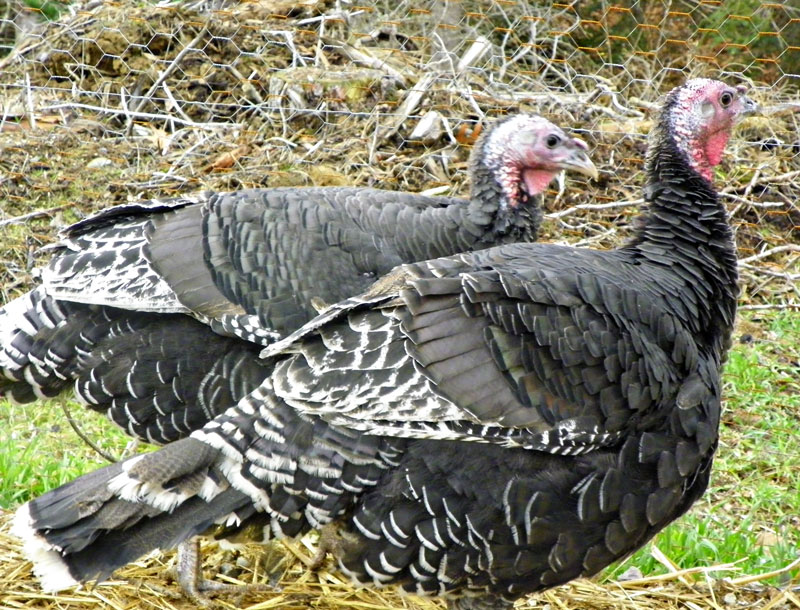 turkey-dude-farewell.jpg