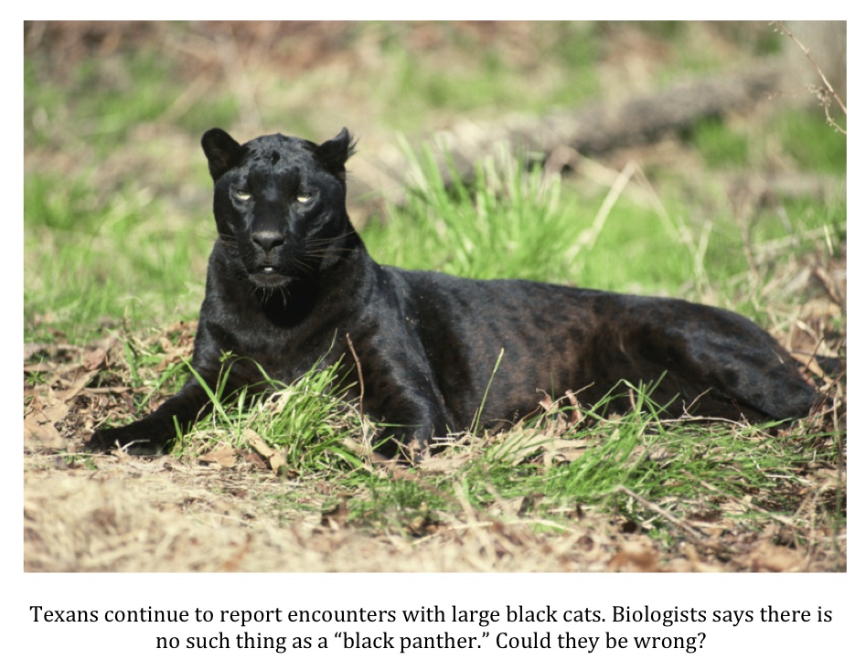 Panther.jpg